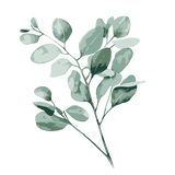 Eucalyptus